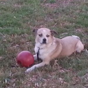 Meet your Posher, Peter